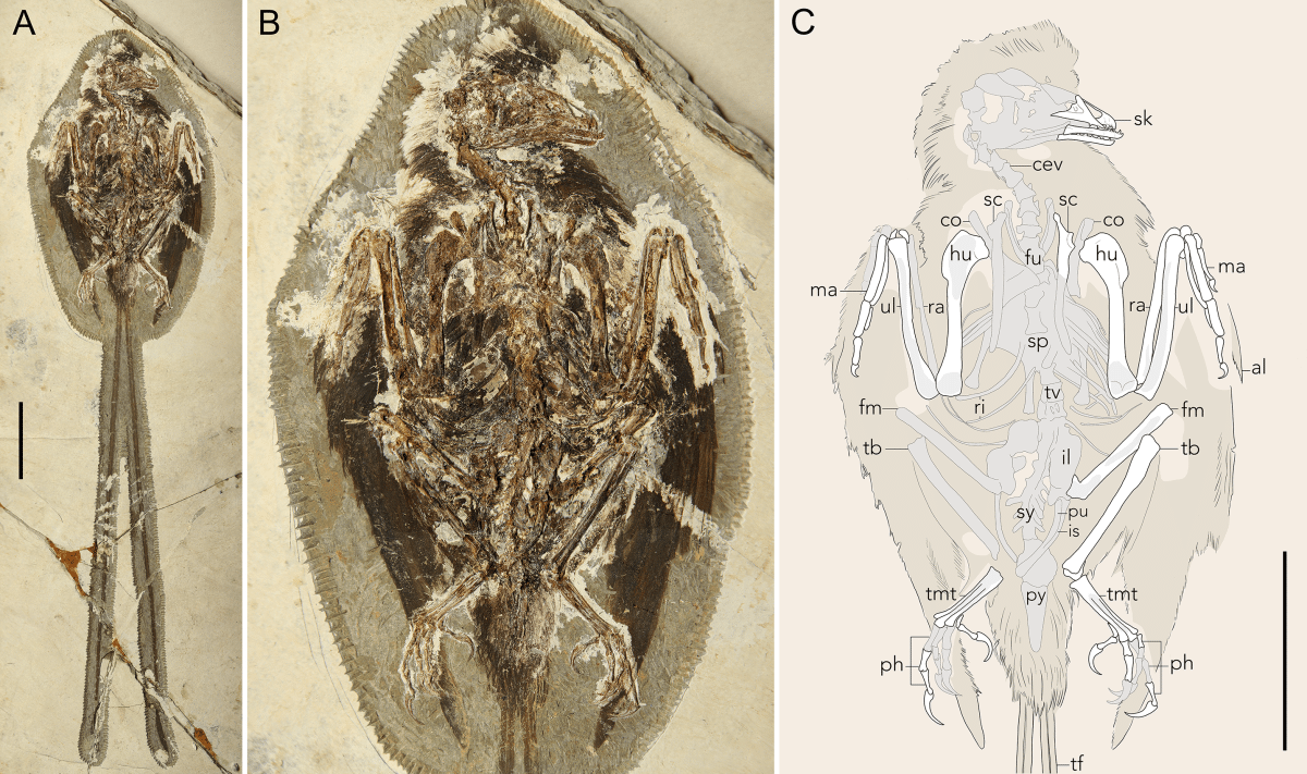 Окаменелость нового вида ископаемой птицы Plumadraco bankoorum. / © Clark et al., PLoS, 2026