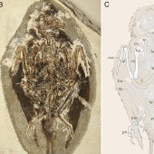 Окаменелость нового вида ископаемой птицы Plumadraco bankoorum. / © Clark et al., PLoS, 2026