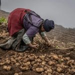 Картофель повысил усвоение крахмала у перуанских индейцев