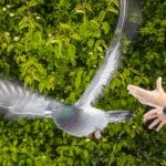 Иммунные клетки в печени помогли голубям не заблудиться в пасмурную погоду