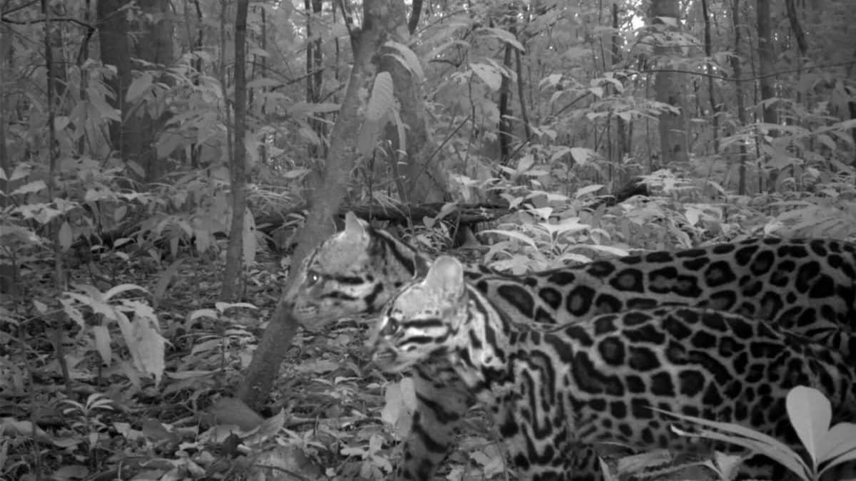 44 года уникальных наблюдений: как фотоловушки на острове Барро-Колорадо раскрывают тайны тропических млекопитающих