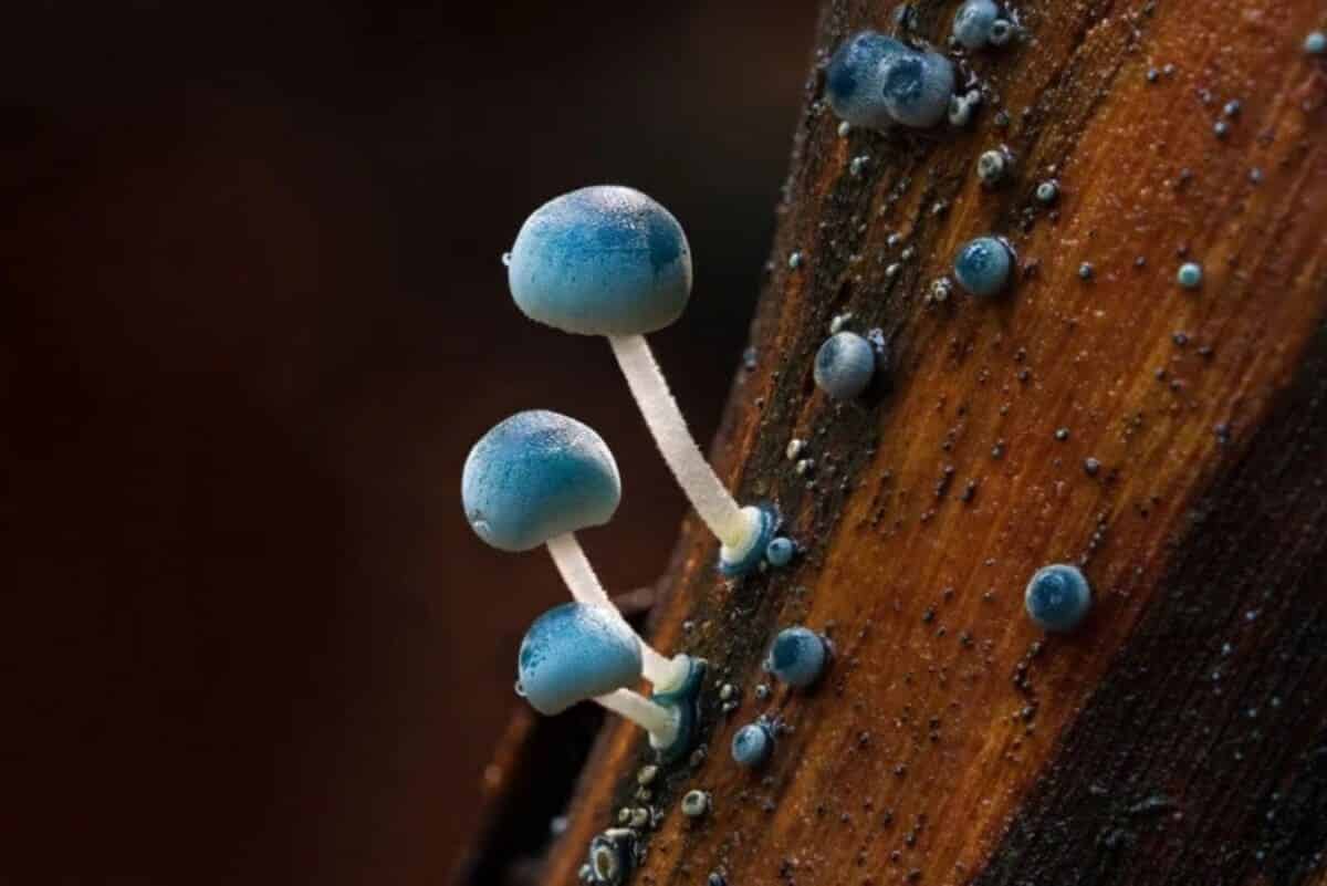 Грибы на древесине / © Ryan Shan