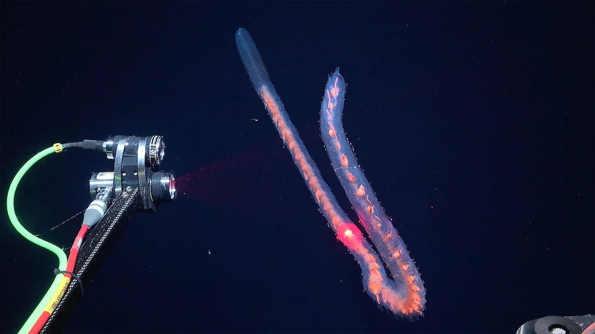 Сифонофора / © ROV SuBastian / Schmidt Ocean Institute