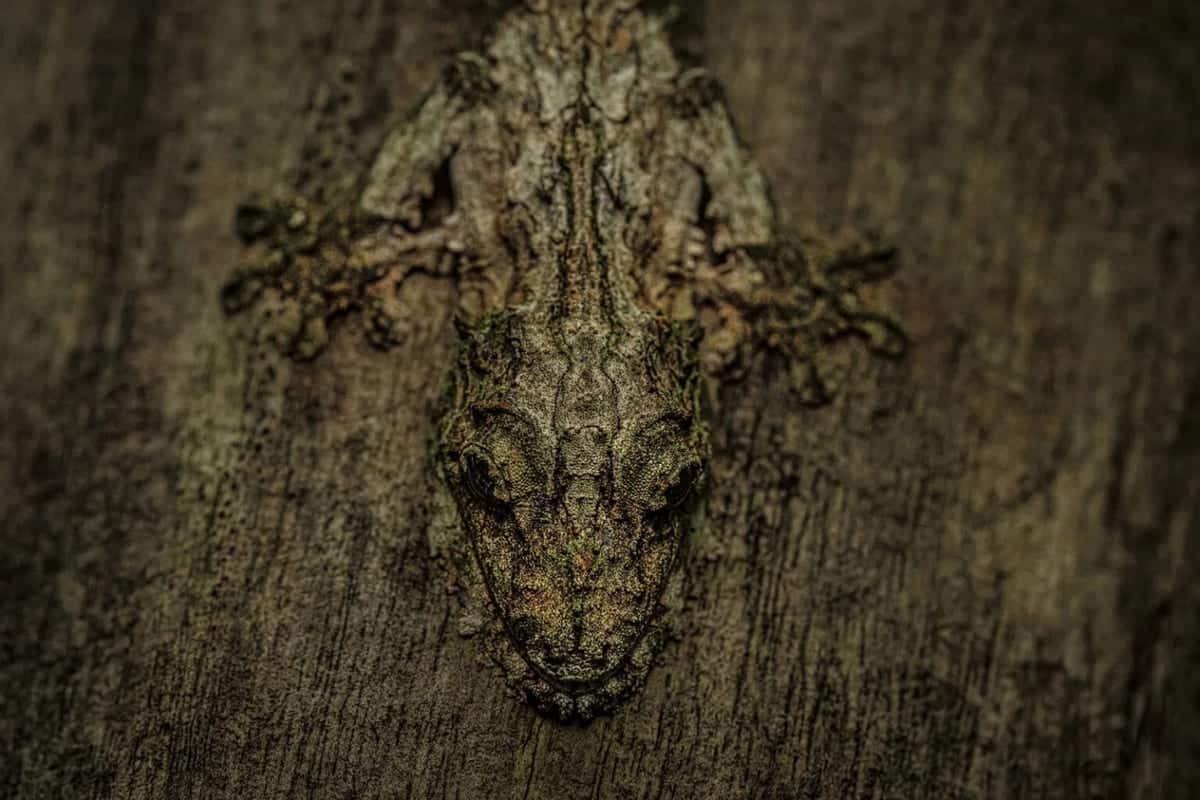 «Мастер маскировки» / © Lalith Ekanayake