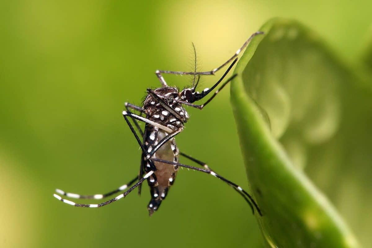 Комар вида Aedes aegypti / © Muhammad Mahdi Karim