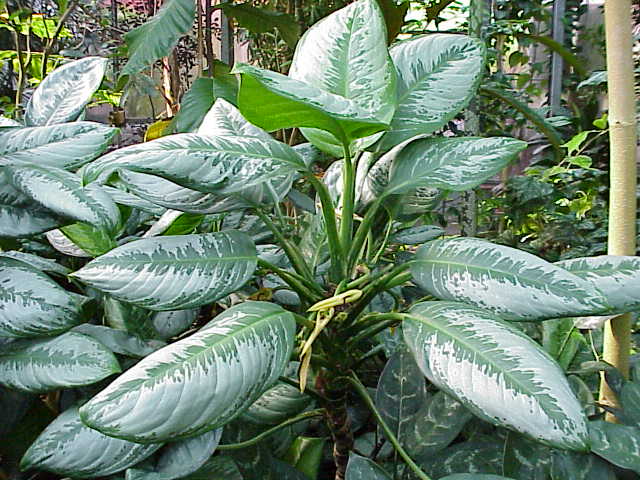 Aglaonema nitidum / © Kurt Stüber, caliban.mpiz-koeln.mpg.de