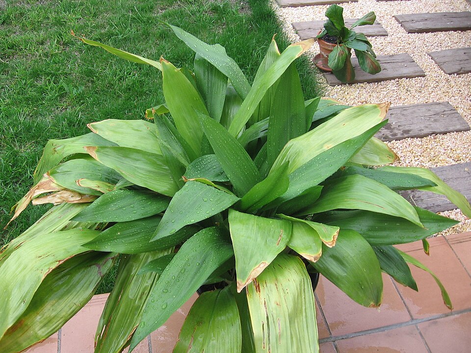 Aspidistra elatior / © Digigalos, Wikipedia