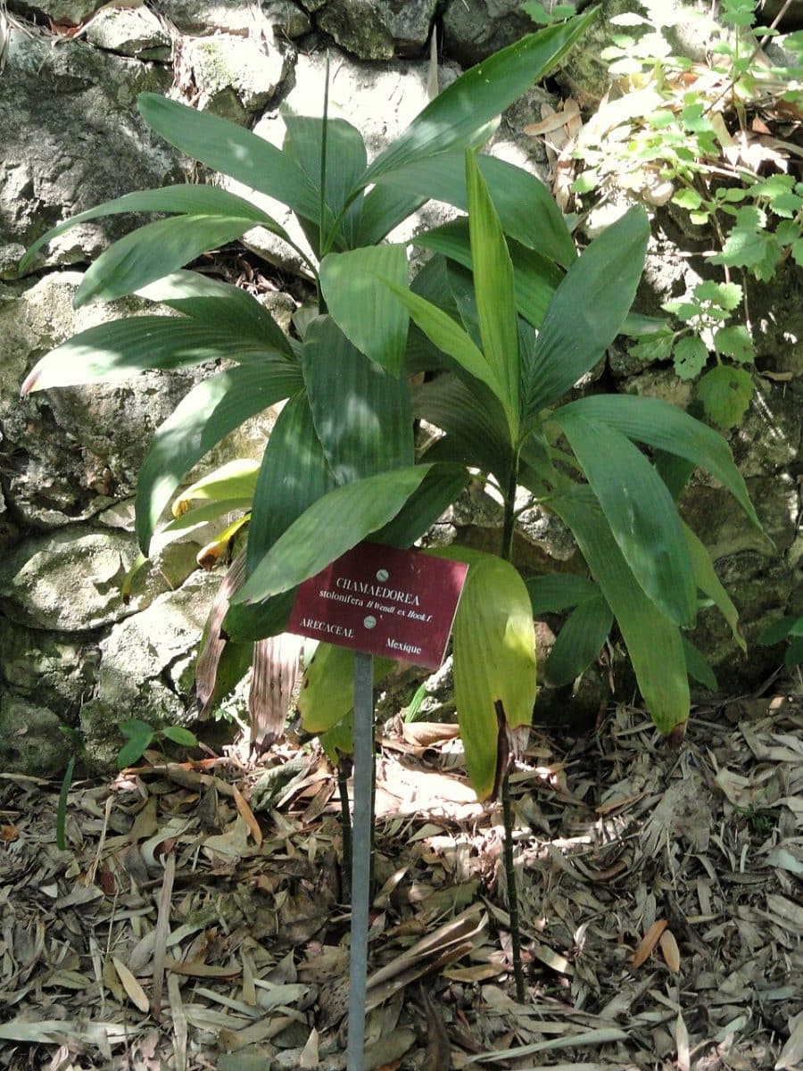 Хамедорея Chamaedorea stolonifera / © Daderot, Wikipedia