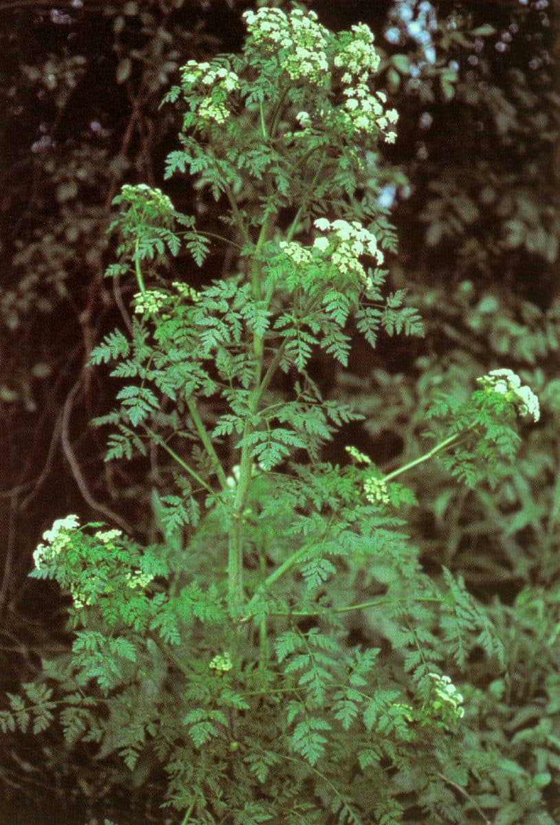 Болиголов пятнистый / © William & Wilma Follette / USDA-NRCS PLANTS Database