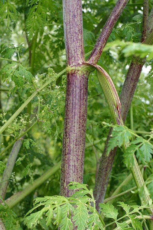 Часть стебля болиголова пятнистого / © Eric Coombs, Oregon Department of Agriculture, Bugwood.org