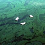 Микробиологи объяснили массовую гибель водорослей по всему миру