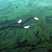 Утки в цветущей воде / © Lamiot, CC BY-SA 3.0