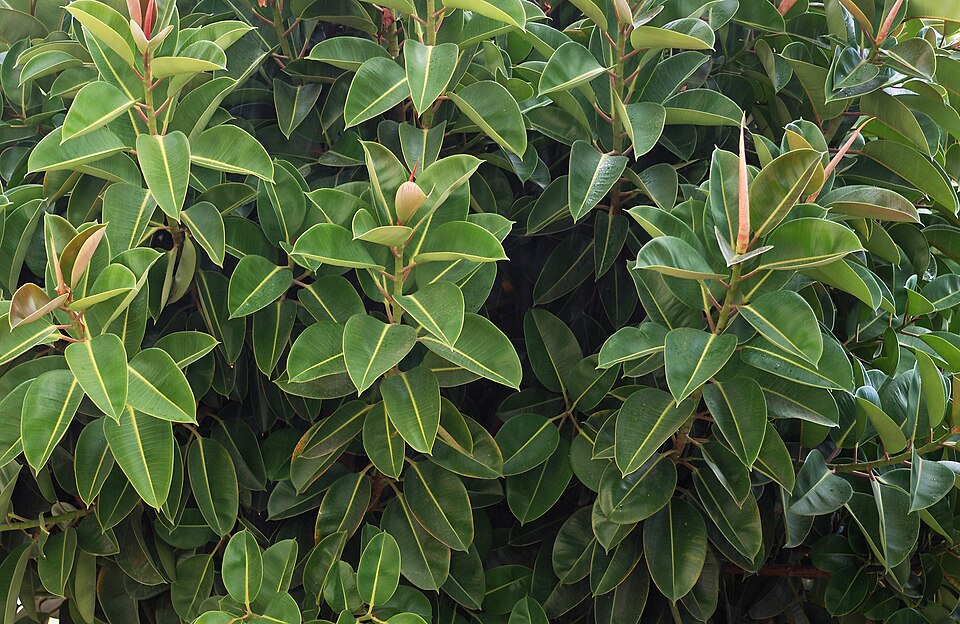 Ficus elastica / © Alvesgaspar, Wikipedia