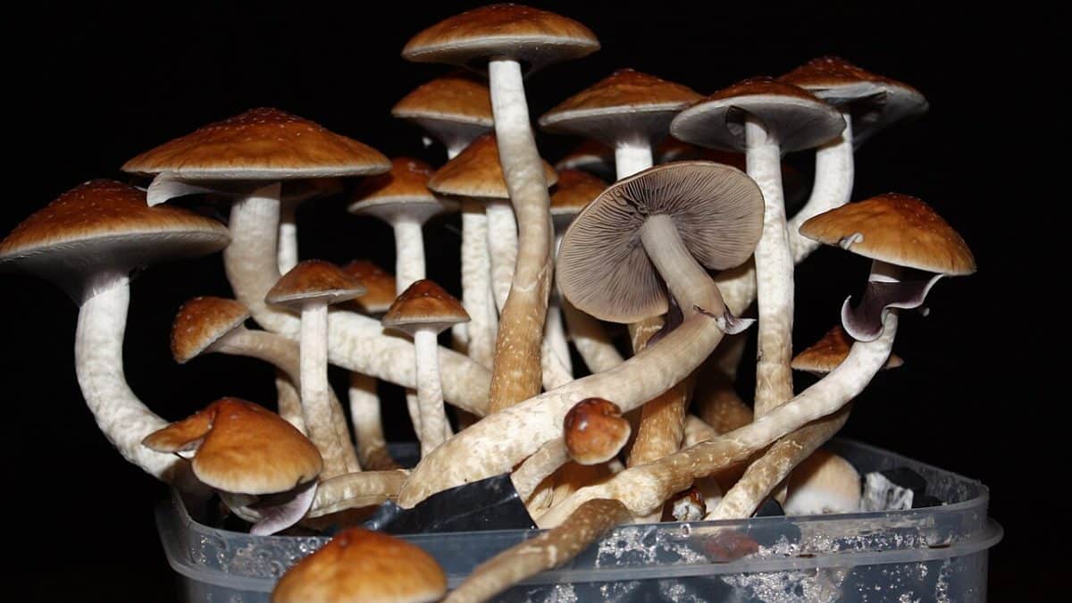 يعمل الفطر المهلوس على تحسين حالة مريض الزهايمر لفترة وجيزة يعمل الفطر المهلوس على تحسين حالة مريض الزهايمر لفترة وجيزة