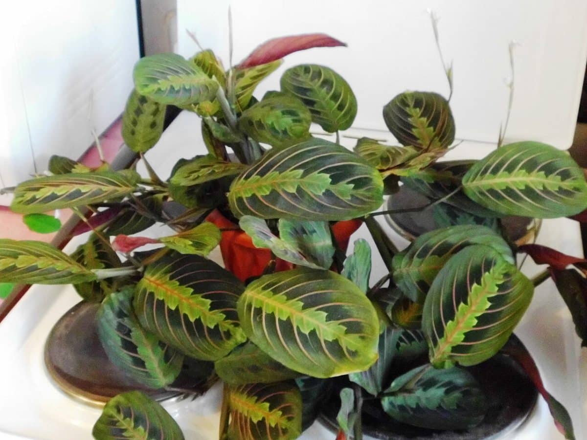 Maranta leuconeura var. erythroneura / © Ural-66, Wikipedia