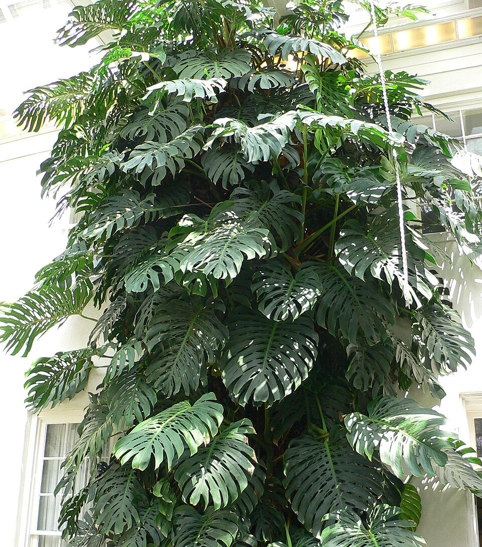 Монстера деликатесная / © Raul654, Longwood Gardens