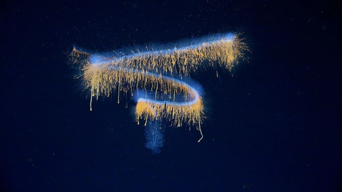 Сифонофора на глубине 552 метров / © ROV SuBastian / Schmidt Ocean Institute