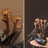 Pleurocordyceps cornusynnemata / © Shahbaz, Mohadden, Rong, Wei et Seelan, 2026. DOI: doi.org/10.11646/phytotaxa.750.4.1