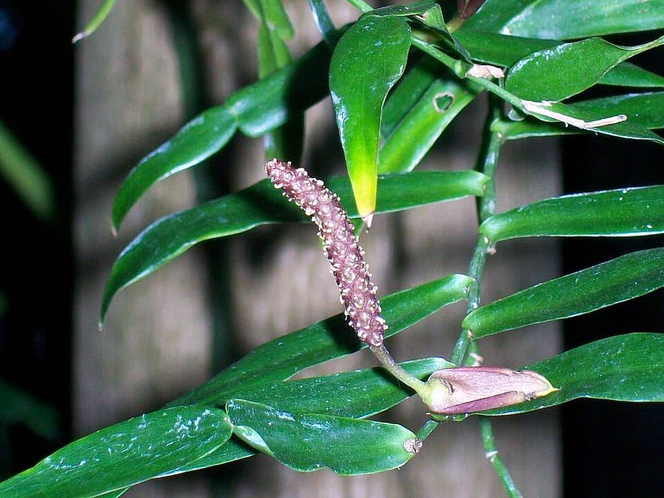 Pothos longipes / © Peter Woodard, Wikipedia