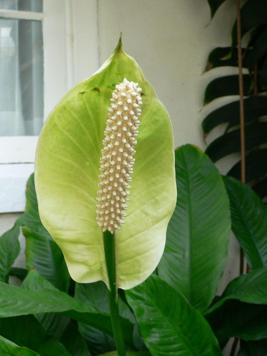Spathiphyllum floribundum / © Raul654, Longwood Gardens