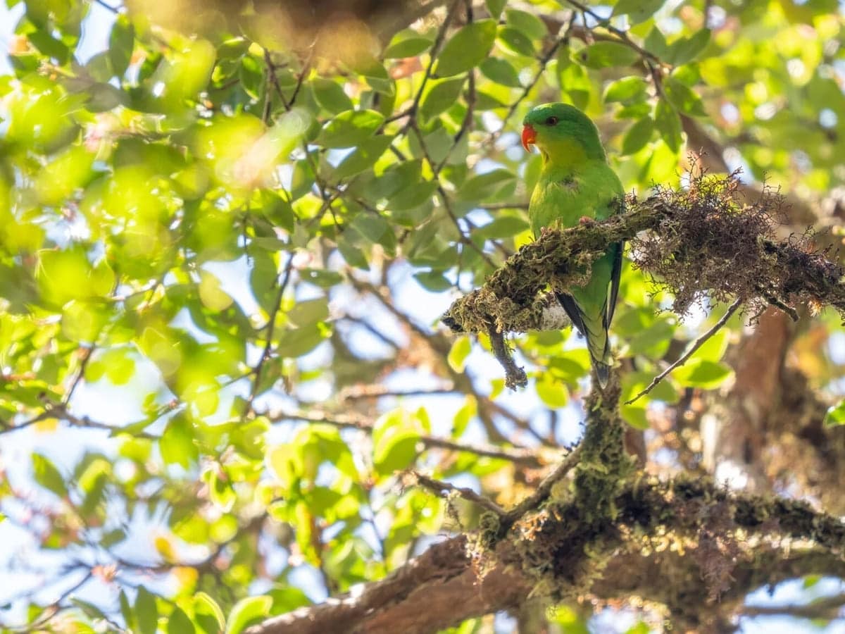 Синелобый лори (Charmosynopsis toxopei) / © James Eaton / Birdtour Asia