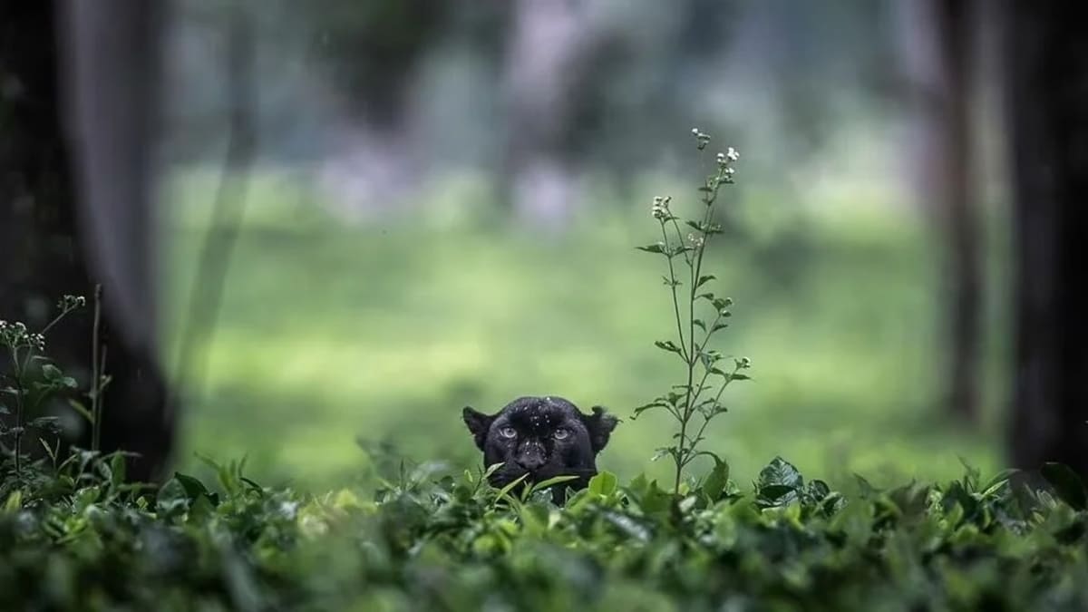 Черная пантера / © Matan Sharon