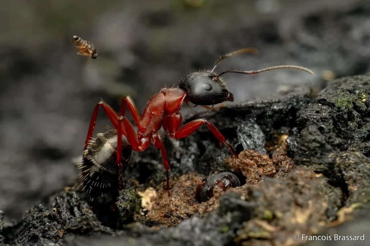 «Крошечное, но смертоносное пике» / © Francois Brassard
