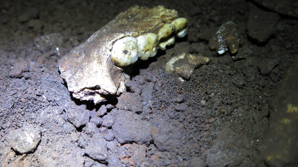 Анализ зубов Homo naledi указал на исключительно женское захоронение в пещере Райзинг-Стар