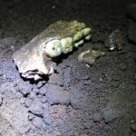 Анализ зубов Homo naledi указал на исключительно женское захоронение