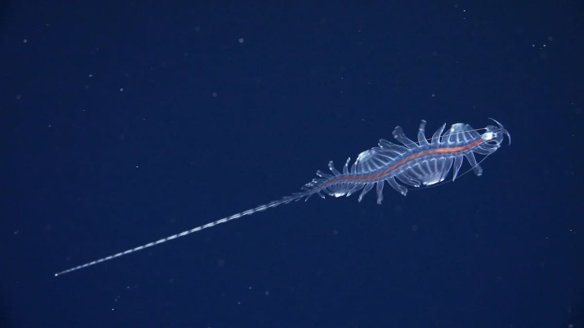 Новый вид рода Tomopteris / © ROV SuBastian / Schmidt Ocean Institute