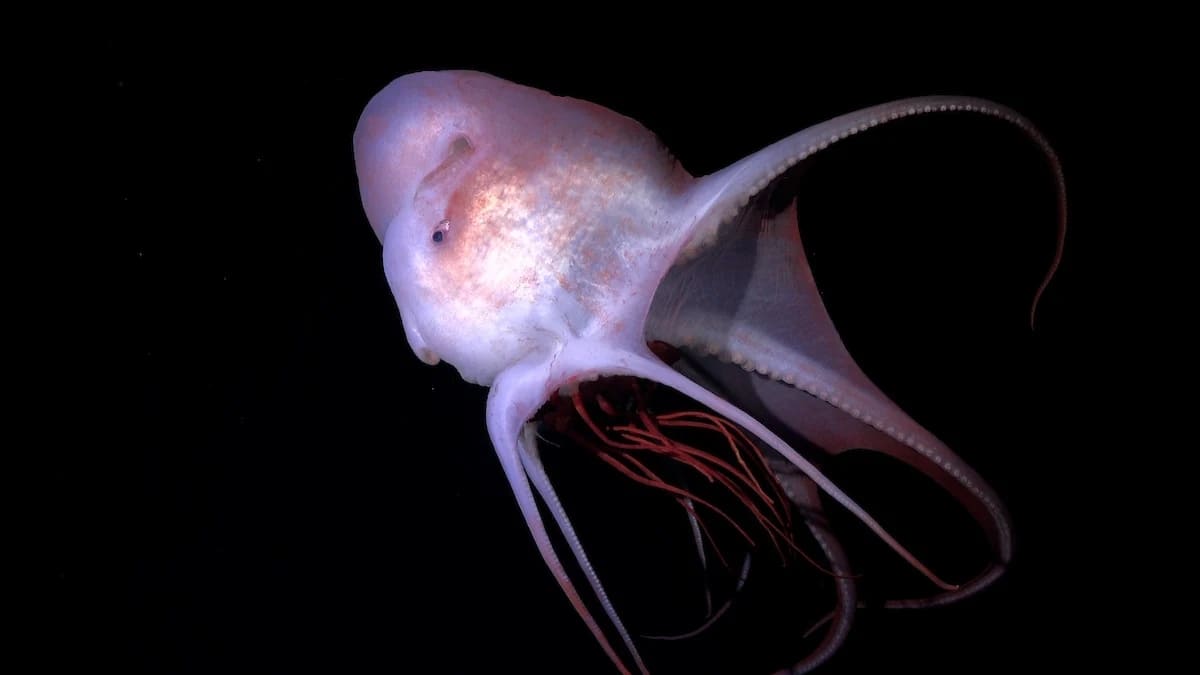 Самка осьминога (Haliphron atlanticus) поедает медузу на глубине 2624 метра / © ROV SuBastian / Schmidt Ocean Institute
