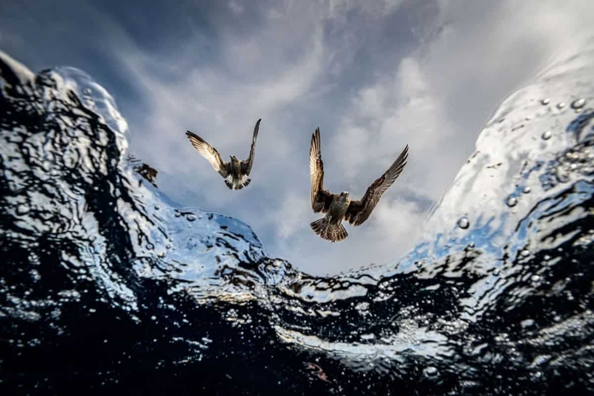 Третье место в номинации «Подводные морские пейзажи», фотографу удалось поймать мгновение, когда чайки Хеерманна буквально разрезают зеркальную поверхность воды в поисках добычи / © Eduardo Carrasco