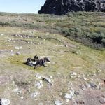 В древних замерзших мусорных кучах Гренландии нашли гены устойчивости к антибиотикам