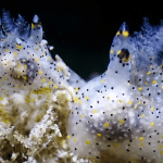 Крошечный «кунжутный» морской слизень из Тайваня оказался новым видом