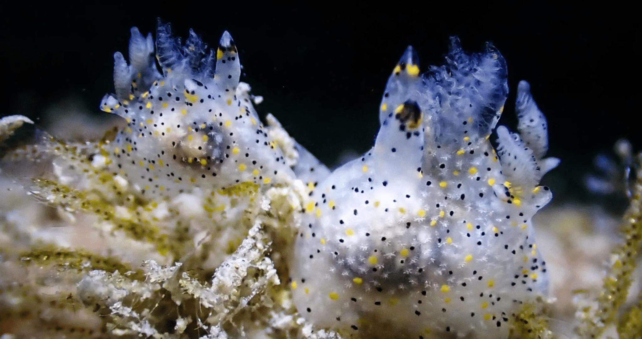 Новый вид морского слизня Thecacera sesama, чей размер не превышает трех миллиметров