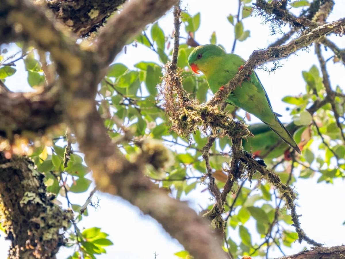 Синелобый лори (Charmosynopsis toxopei) / © James Eaton / Birdtour Asia