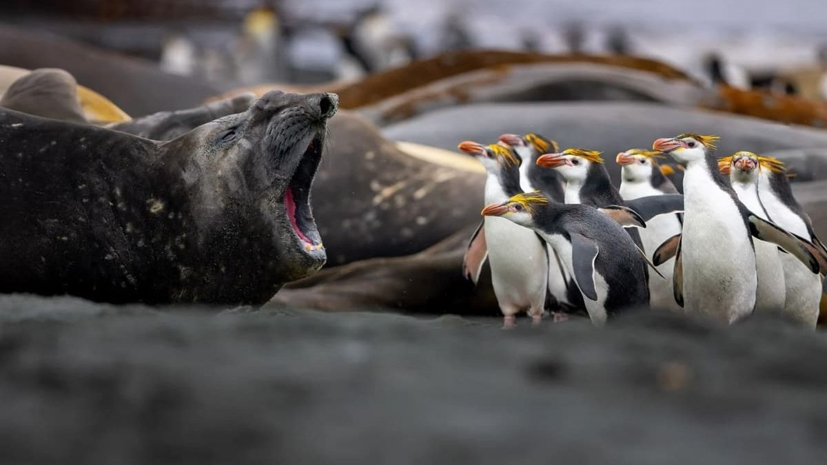 Объявлены финалисты Australian Geographic Nature Photographer of the Year 2026: от муравьёв до тасманийского дьявола