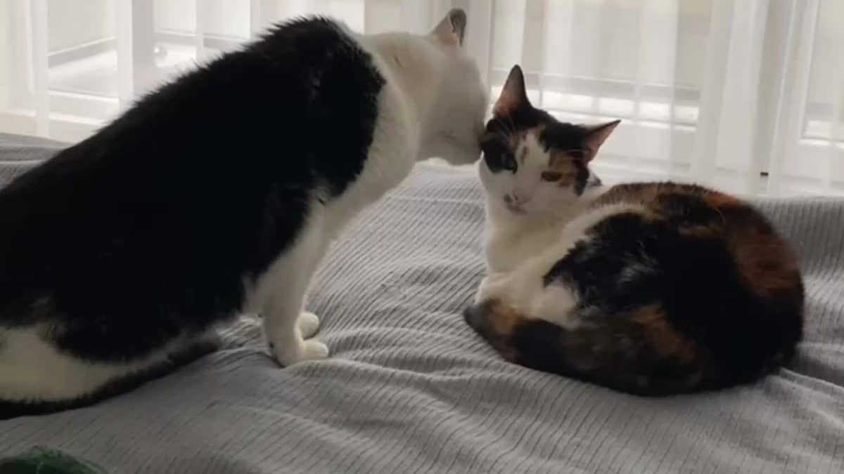 коты вылизывают друг друга