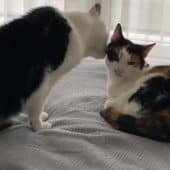 коты вылизывают друг друга