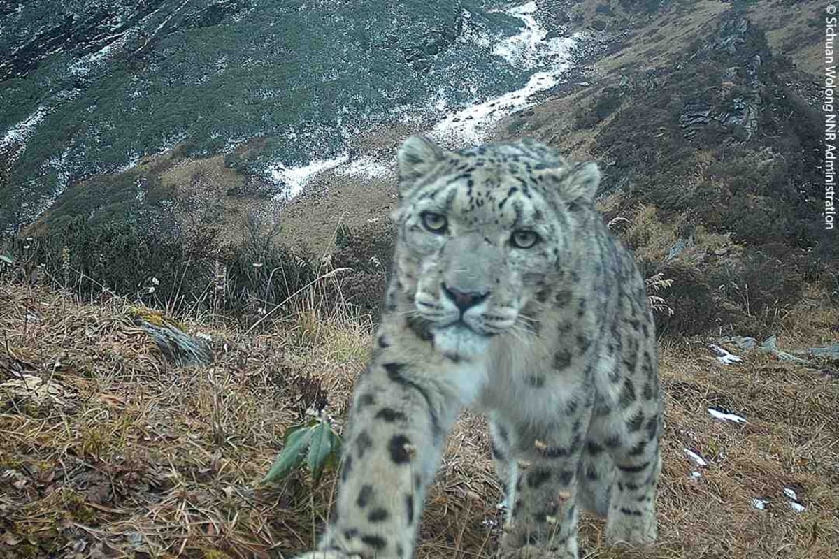 Снежный барс / © Qilian Mountain National Park Zhangye Branch / Sichuan Wolong NNR Administration / WWF