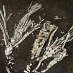 Древнейшие ножки морской лилии сохранились в окаменелости возрастом 452 миллиона лет
