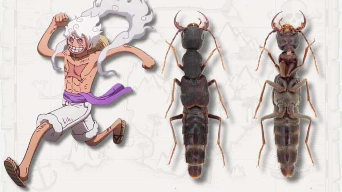 В честь Манки Д. Луффи из One Piece назвали новый род жуков / © Hu & Solodovnikov