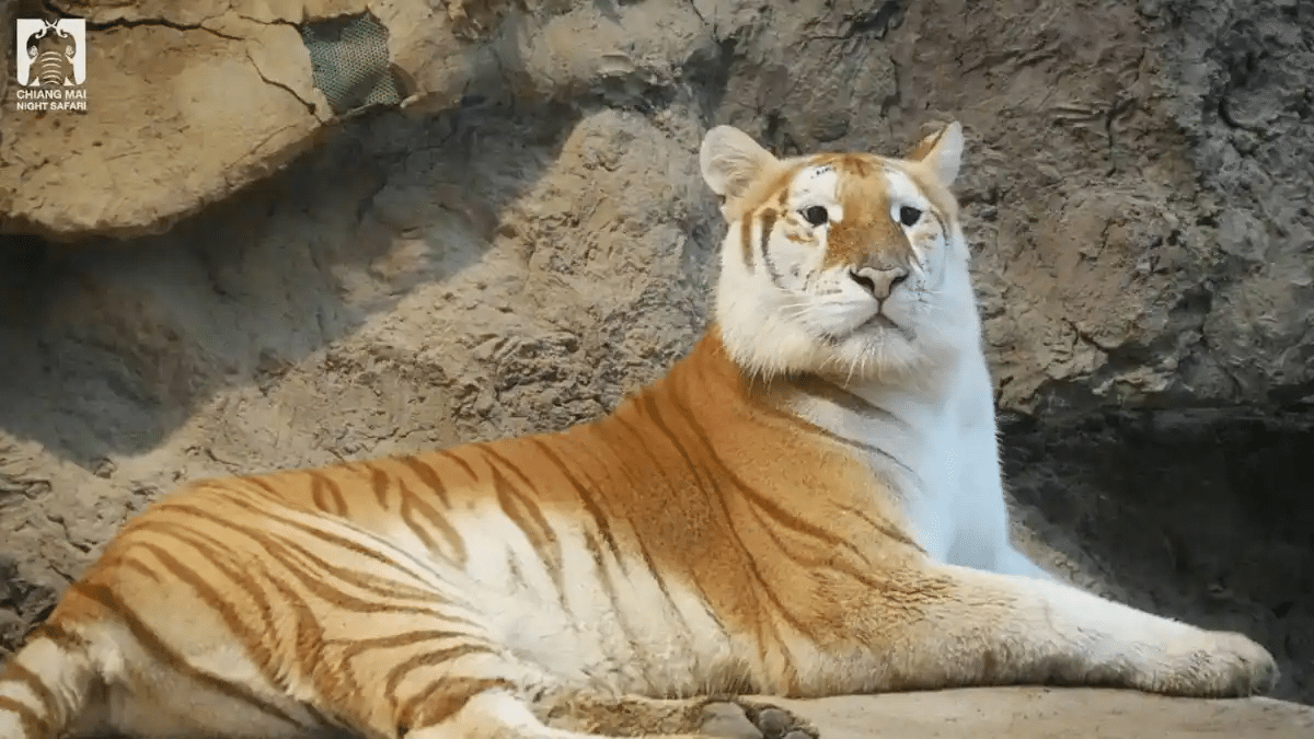 Золотой тигр / © Chiang Mai Night Safari, wionews
