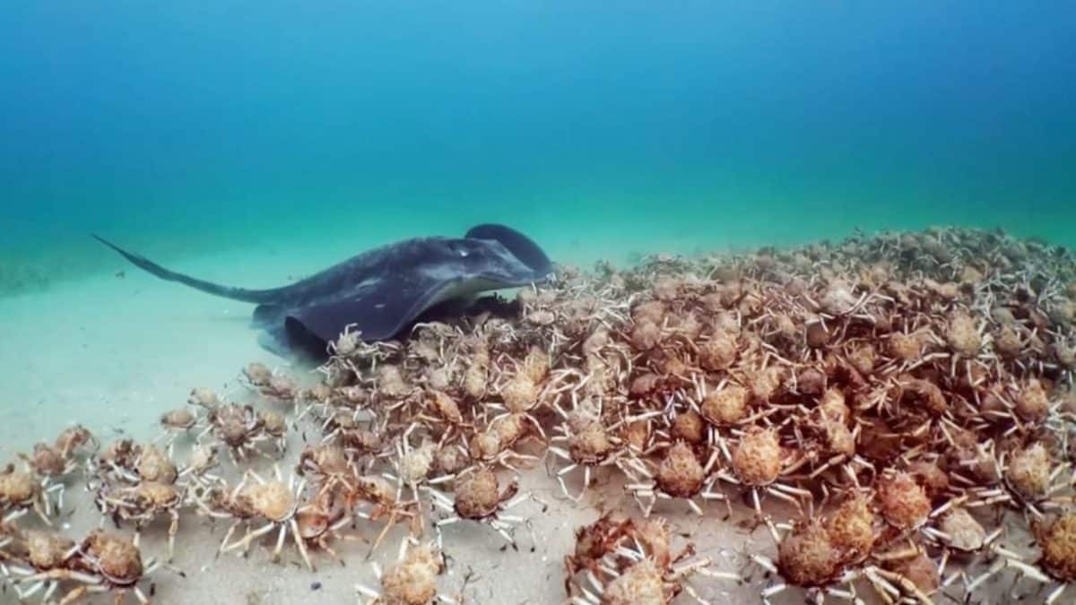 Скат атаковал крабов / © BBC Earth