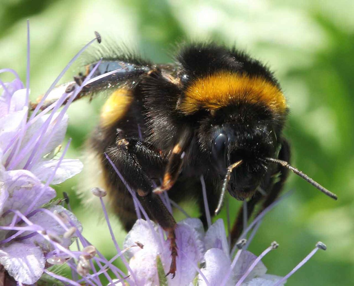 Bombus terrestris