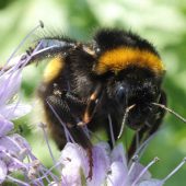 Bombus terrestris