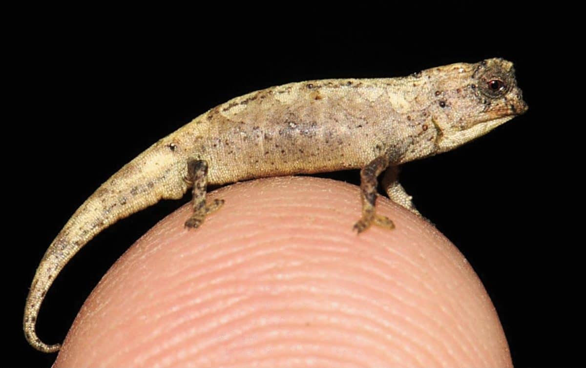 Brookesia nana / © Frank Glaw, Jörn Köhler, Oliver Hawlitschek, Fanomezana M. Ratsoavina, Andolalao Rakotoarison, Mark D. Scherz & Miguel Vences