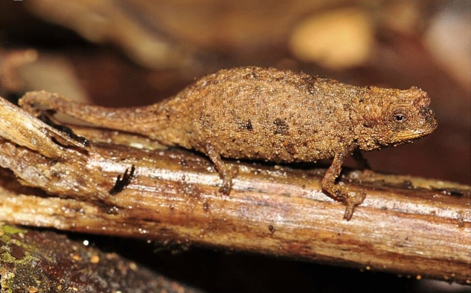 Brookesia nana / © Frank Glaw, Jörn Köhler, Oliver Hawlitschek, Fanomezana M. Ratsoavina, Andolalao Rakotoarison, Mark D. Scherz & Miguel Vences