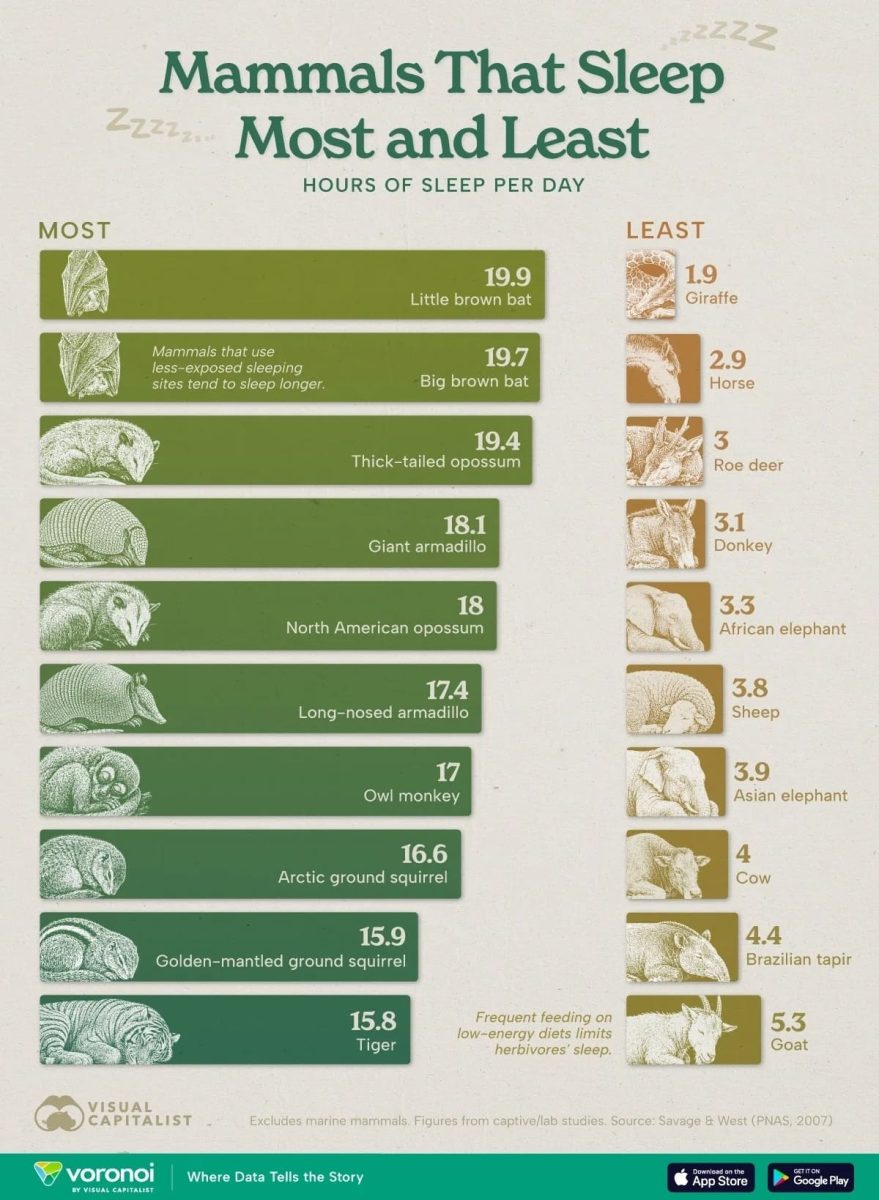 Рейтинг млекопитающих: кто спит больше всех, а кто — меньше / © Visual Capitalist