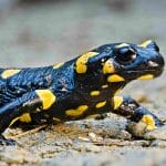 Три окаменелости из Японии указали на ранее неизвестный род и вид гигантских саламандр